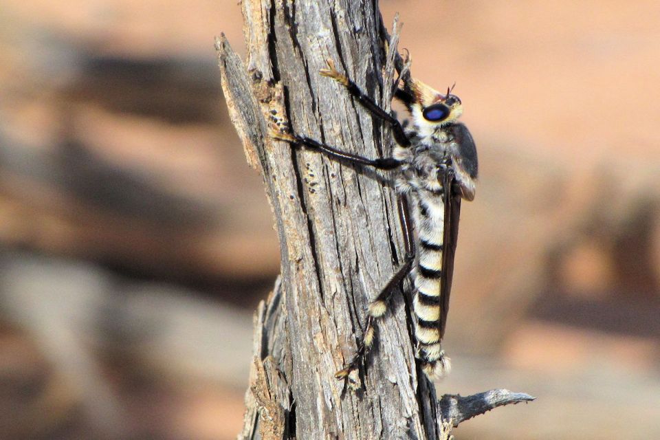 Robber Fly (Phellus piliferus) (Phellus piliferus)